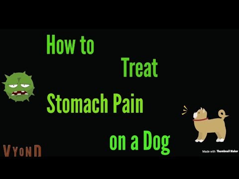 Come trattare il dolore di stomaco su un cane
