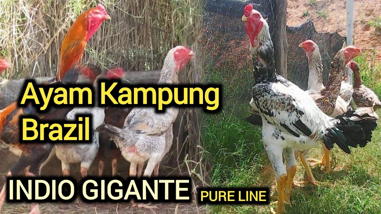 PETERNAK RUMAHAN // Koleksi ayam Kampung BRAZIL // INDIO GIGANTE Ori Tetasan Import