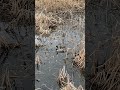 Mallard Ducks FREEZING STILL On Water REAL-LIFE DECOYS  #nature #wildlife #shortvideo #shorts #wow