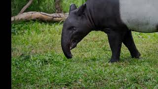 Chester Zoo Celebrates Birth Of Endangered Malayan Tapir