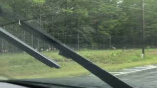 Look at all the deer! by William Storoe 4 views 5 years ago 21 seconds
