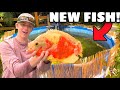 BUYING My *DREAM* EXOTIC FISH For BACKYARD POND!!