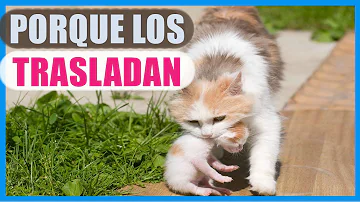 ¿Qué le ocurre a una gata madre si le quitan los gatitos demasiado pronto?