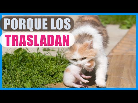 Por qué las gatas trasladan a sus gatitos