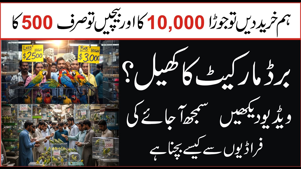 Parrot Market Crash Kyun Hoti Hai? Breeders Ki Sab Se Bari Ghalti