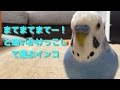 まてまてまて〜！と追いかけっこして遊ぶインコのピピ Budgerigar Parakeet [#036]