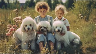 How much exercise do Poodles need? by Poodle USA 52 views 6 days ago 3 minutes, 48 seconds