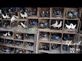 Tutu da madrasi  chennai  pigeon loft visit at andul howrah  2024    7908657046