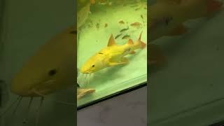 Rtc albino phantom kuning jumbo makan goldfish baby.. #shorts #trending