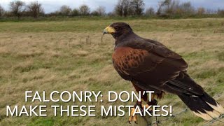 TOP 3 novice mistakes; BEFORE getting a hawk!