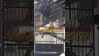 Perbedaan Cucak Jenggot Jantan dan Betina