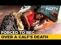 Village Orders Woman To Beg For A Week, Take Dip In Ganga:After Calf found dead