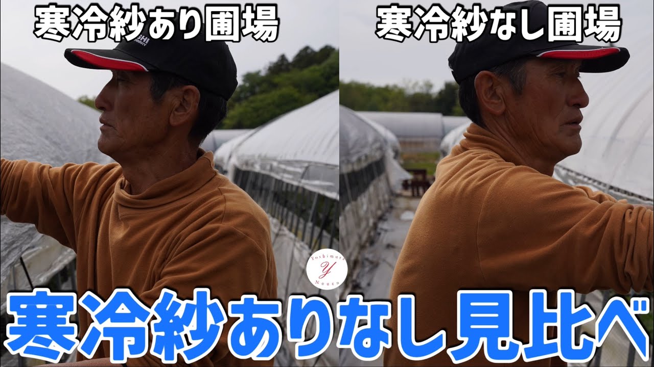 【いちご栽培】寒冷紗をかけたハウスと寒冷紗をなけないハウスの違いを見比べる