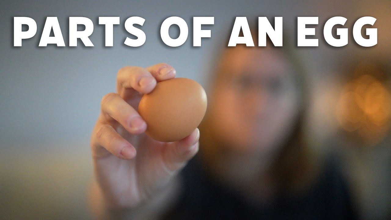 Parts of an Egg