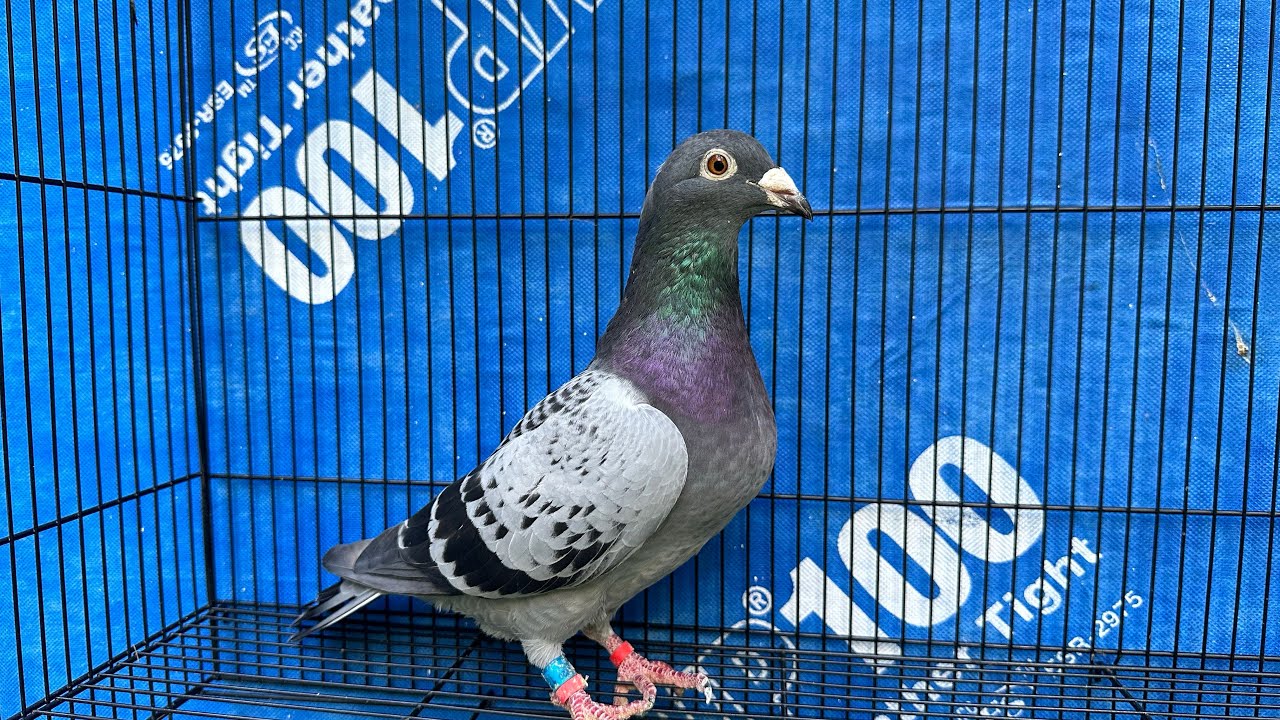 Молодые голуби выглядят великолепно #ybs #голубиныегонки Голубятня.