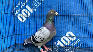Young birds coming out beautiful #ybs #pigeonracing G loft. 