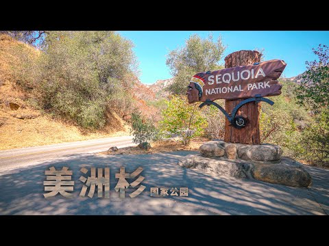 自驾美国加州美洲杉国家公园Sequoia National Park—现存世界体积最大的树谢尔曼将军树General Sherman Tree/Moro Rock/Tunnel Log