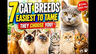 7 Cat Breeds That Trust Humans the Most