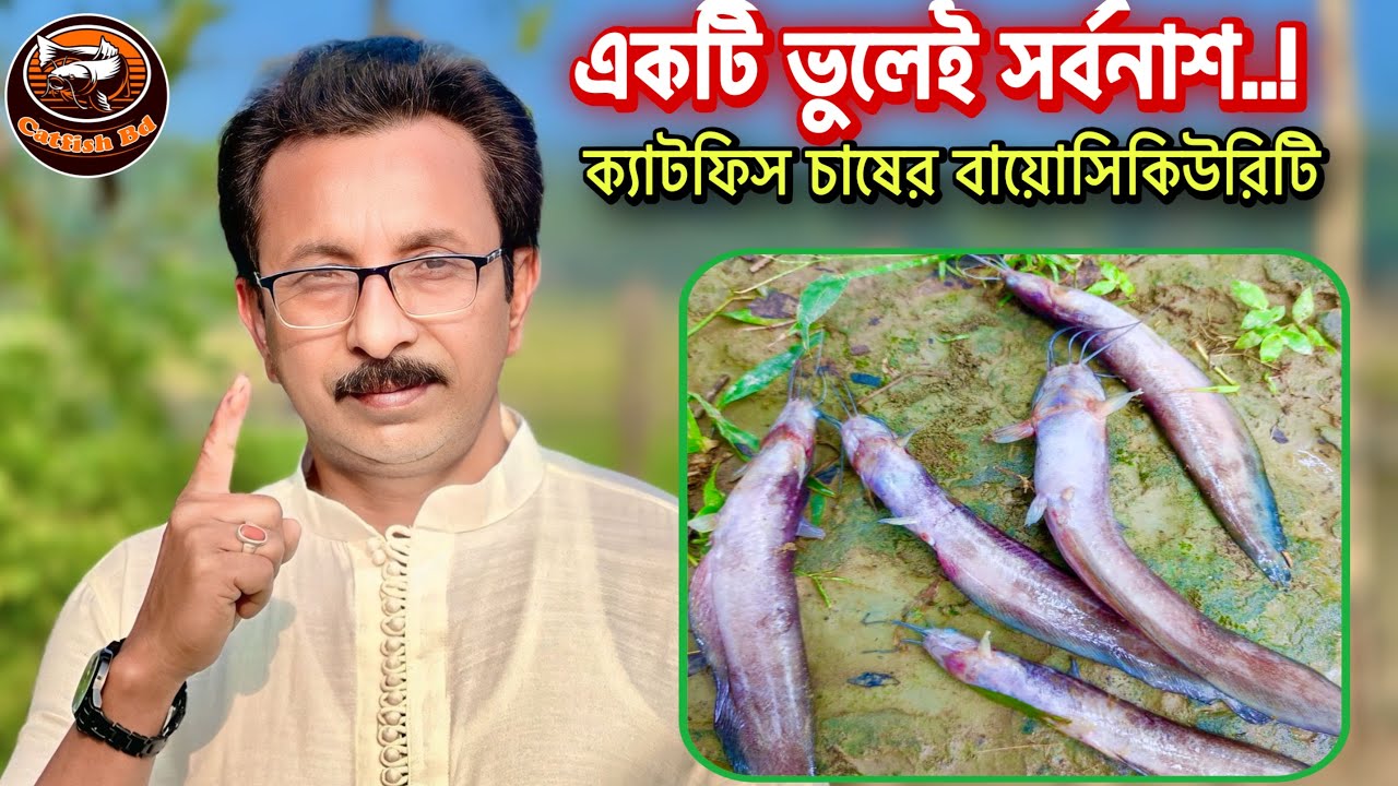 শিং মাছ চাষের বায়োসিকিউরিটি না মানলে স/র্ব/না/শ, রোগ প্রতিরোধের সঠিক পদ্ধতি। catfish bd
