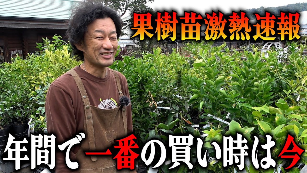 【今最も熱い】11月は果樹苗が激熱です【カーメン君】【園芸】【ガーデニング】