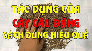 Cây câu đằng chữa  bệnh gì ? - Tác dụng của cây câu đằng và cách sử dụng hiệu quả