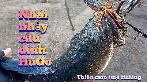 câu lure câu rê cá lóc sông bằng mồi giả nhái nhảy cá sắt / Thiên Caro Lure Fishing