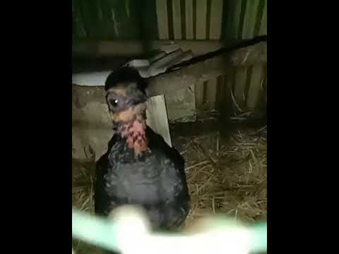 Suara puyuh gonggong jantan