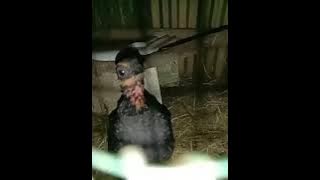 Download lagu Suara puyuh gonggong jantan