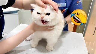 Don't Try To Mess With These Cats | Funny Cat Videos