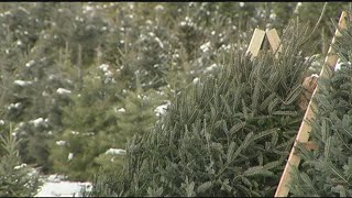 17 Christmas trees stolen from Hadley tree farm
