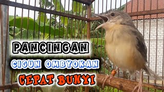 Download Lagu PANCINGAN CIGUN MUDA BAHAN AGAR CEPAT BUNYI GACOR  MP3 Download Lagu PANCINGAN CIGUN MUDA BAHAN AGAR CEPAT BUNYI GACOR  MP3