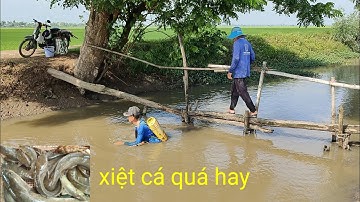 xiệt cá mùa lúa. gặp cá lóc cá trê trong ống bộng quá thế nhiều cá lóc cá trê trắng