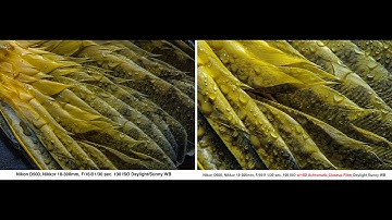 Real-world review of the Promaster 5D Achromatic Close-up Filter with Bryan Peterson