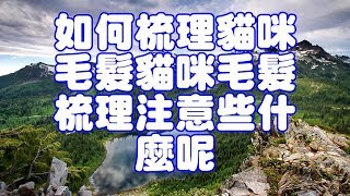 如何梳理貓咪毛髮貓咪毛髮梳理注意些什麼呢