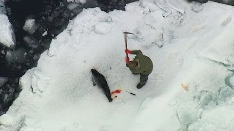 Would a seal bite a human?