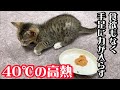 子猫の体調が急変、40℃の熱があり手足に力が入りません…