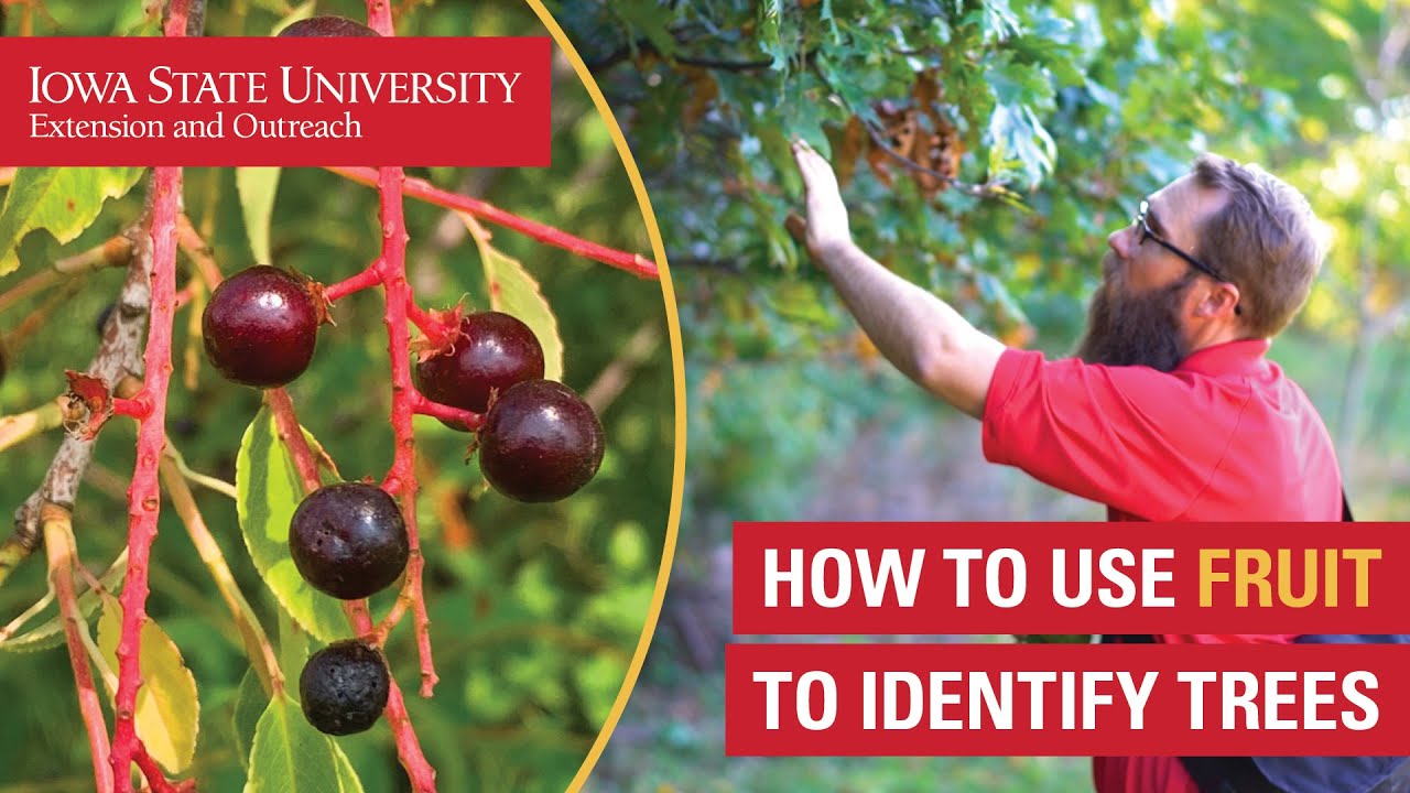 How to Use Fruit to Identify Trees - YouTube