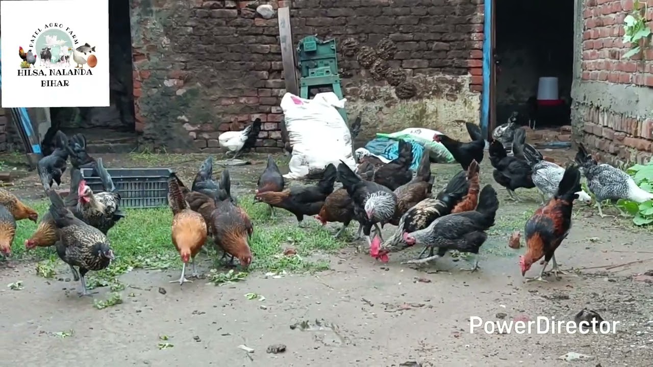सोनाली मुर्गा फार्म #duckfarming @sonali murgi palan hi hilsa