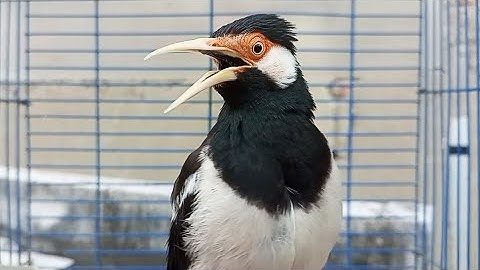Pancingan Jalak Suren Gacor Mompa Isian Variasi - Masteran Suara Burung Jalak Gacor Full Isian Mewah