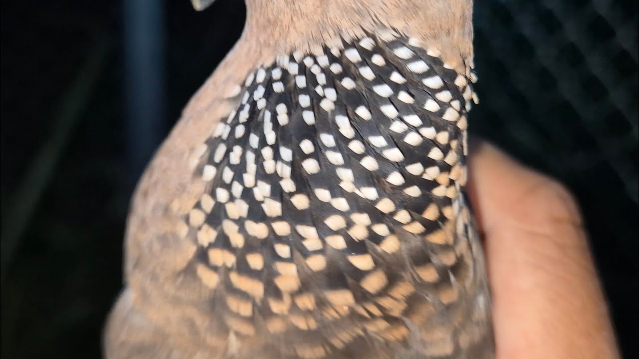 Hai Cặp Dòng Mồi 7 Tháng Tuổi Bạn Nào Cần Liên Hệ Mình Nhé 0334292710