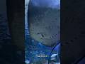 The Ocean’s Silent Flyer 🐠 | The Mysterious Life of Stingrays #shorts #explore #trending #stingray