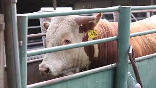 Horn Tipping and branding yearling bulls