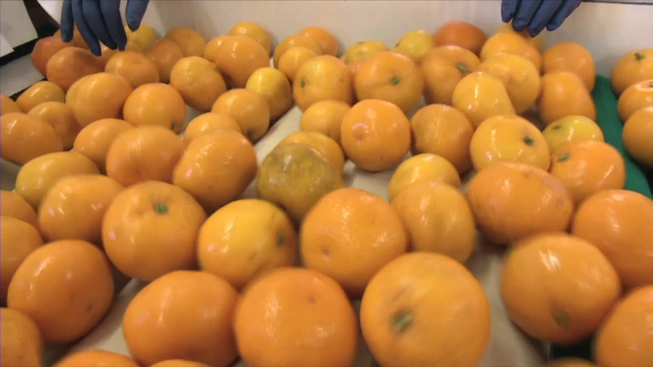 Citrus Growers Need To Be Vigilant About Disease YouTube