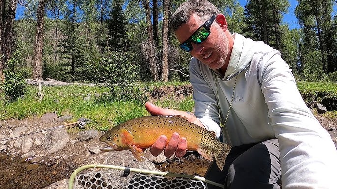 Fly Fishing a Small Stream in Colorado full of BIG Browns, Brookies and  Native Cutthroat trout! 