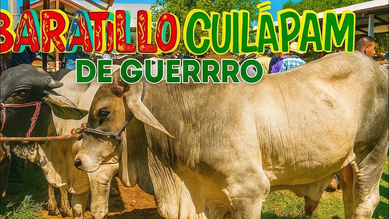 BARATILLO CUILÁPAM DE GUERRERO 🐂 | Ganado, tradición y buen ambiente