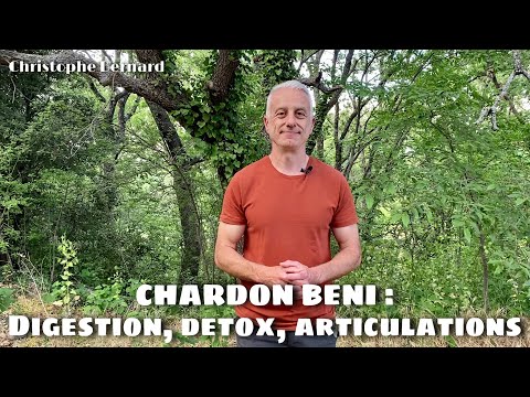 Vidéo: Chardon (herbe) - Propriétés Utiles Et Utilisations De La Plante. Chardon Varifolia, Champ, Commun, Hérissé, Jardin