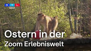 Ostern In Der Zoom Erlebniswelt Rtl West