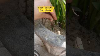 Natural fertilizer for fast Growth of plant 🪴 ##viral #ytshort #garden 😍 #love #short #fact