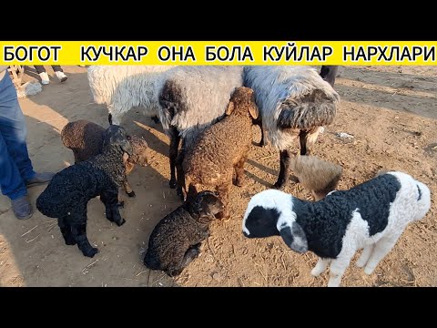 ОНА БОЛА КУЙЛАР ВА КУЧКАР ЯНГИ НАРХЛАРИ ХОРАЗМ БОГОТ БОЗОРИ 5 ФЕВРАЛЬ 2025-ЙИЛ !!! ХОРАЗМ ОБЗОР