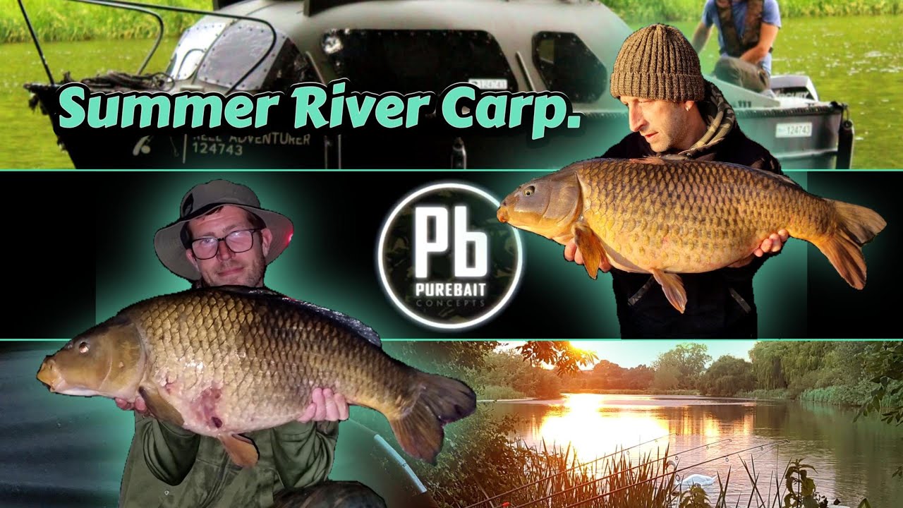 Summer River Carp. River Trent. x3 River Carp in One Night! EP 22.